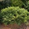 SWING LOW® DISTYLIUM -SOONER PLANT FARM Sales DETA 4183