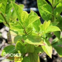 LOVE CHILD® SWEETSPIRE