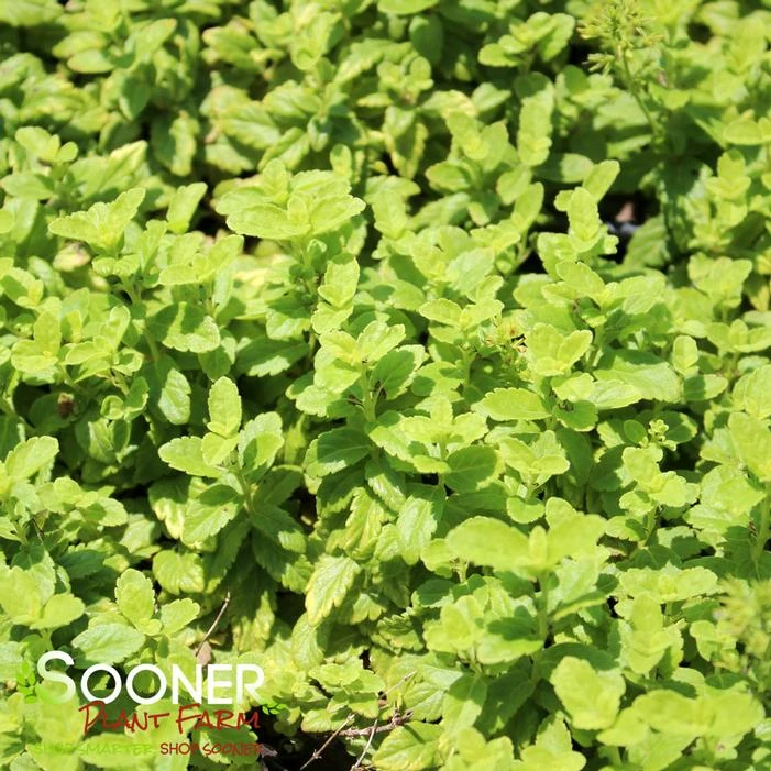 TREHANE SPEEDWELL 3 TREHANE SPEEDWELL