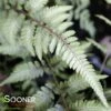 GODZILLA JAPANESE PAINTED FERN 2 GODZILLA JAPANESE PAINTED FERN -SOONER PLANT FARM Sales DETA 4210