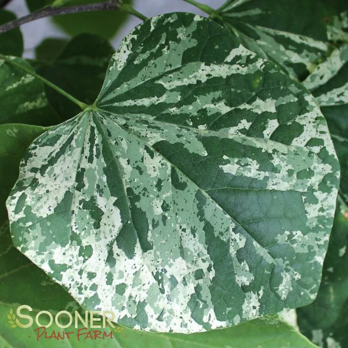 ALLEY CAT VARIEGATED REDBUD 4 ALLEY CAT VARIEGATED REDBUD - Image 2