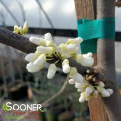 VANILLA TWIST WEEPING REDBUD 9 VANILLA TWIST WEEPING REDBUD -SOONER PLANT FARM Sales DETA 4215
