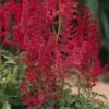 AUGUST LIGHT ASTILBE 1 AUGUST LIGHT ASTILBE -SOONER PLANT FARM Sales DETA 4226