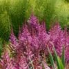 MAGGIE DALEY ASTILBE 1 MAGGIE DALEY ASTILBE -SOONER PLANT FARM Sales DETA 4227