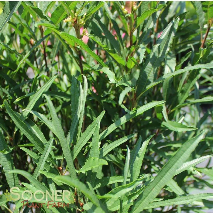 FINE LINE® BUCKTHORN 6 FINE LINE® BUCKTHORN - Image 4