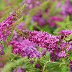 LO & BEHOLD RUBY CHIP® BUTTERFLY BUSH