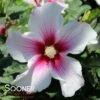 PARAPLU PINK INK® ALTHEA 1 PARAPLU PINK INK® ALTHEA -SOONER PLANT FARM Sales DETA 4248