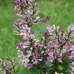 BABY KIM® LILAC -SOONER PLANT FARM Sales DETA 4259