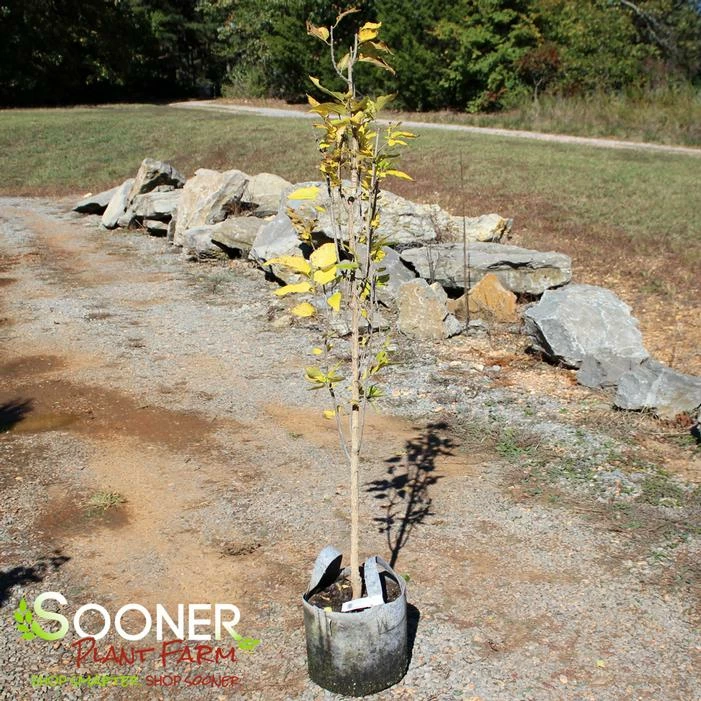 PRAIRIE SENTINEL® HACKBERRY 4 PRAIRIE SENTINEL® HACKBERRY - Image 2