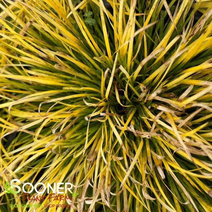 MINIATURE GOLDEN JAPANESE SWEET FLAG 3 MINIATURE GOLDEN JAPANESE SWEET FLAG