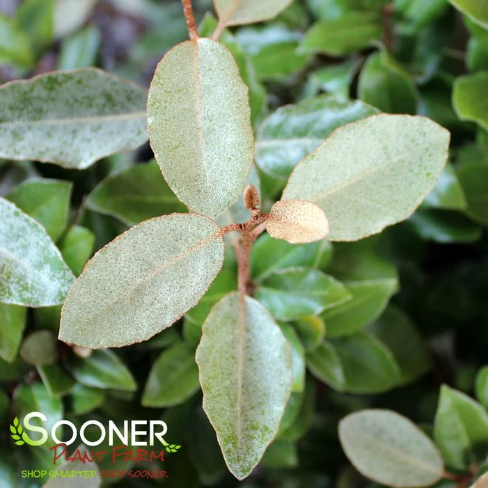 FRUITLAND ELAEAGNUS 3 FRUITLAND ELAEAGNUS