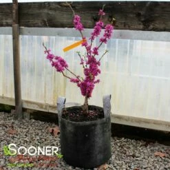 DON EGOLF MINIATURE REDBUD -SOONER PLANT FARM Sales DETA 430