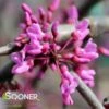 LAVENDER TWIST™ WEEPING REDBUD 1 LAVENDER TWIST™ WEEPING REDBUD -SOONER PLANT FARM Sales DETA 431