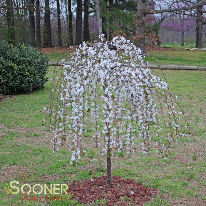 SNOW FOUNTAIN WEEPING FLOWERING CHERRY 4 SNOW FOUNTAIN WEEPING FLOWERING CHERRY - Image 2