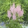 VISIONS INFERNO ASTILBE