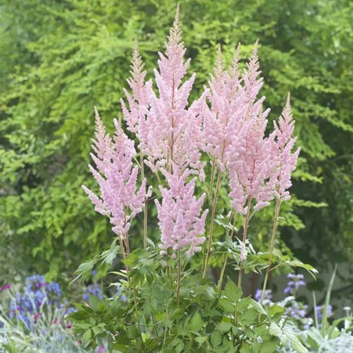 VISIONS INFERNO ASTILBE 3 VISIONS INFERNO ASTILBE