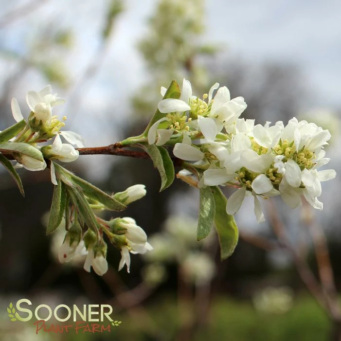 RAINBOW PILLAR® SERVICEBERRY 3 RAINBOW PILLAR® SERVICEBERRY