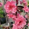 PINK CASCADE WEEPING ORNAMENTAL PEACH 2 PINK CASCADE WEEPING ORNAMENTAL PEACH -SOONER PLANT FARM Sales DETA 4342