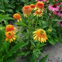 ORANGE FASCINATOR CONEFLOWER