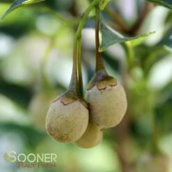 SNOWCONE® JAPANESE SNOWBELL 7 SNOWCONE® JAPANESE SNOWBELL -SOONER PLANT FARM Sales DETA 4351