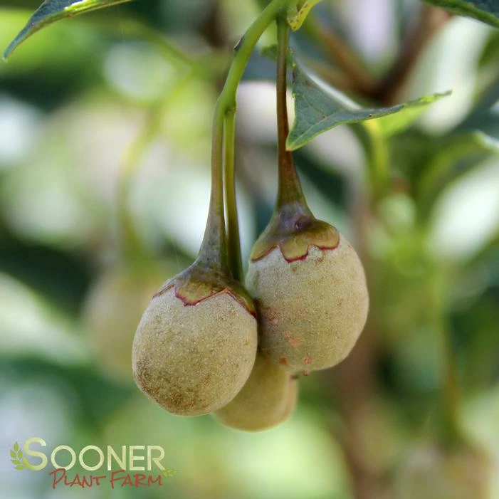 SNOWCONE® JAPANESE SNOWBELL 5 SNOWCONE® JAPANESE SNOWBELL - Image 3