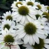 KISMET® WHITE CONEFLOWER -SOONER PLANT FARM Sales DETA 4356