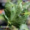 FLASHFIRE® CADDO SUGAR MAPLE 1 FLASHFIRE® CADDO SUGAR MAPLE -SOONER PLANT FARM Sales DETA 4359