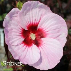 CAROUSEL® JOLLY HEART HARDY HIBISCUS -SOONER PLANT FARM Sales DETA 4360