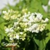 PRIMROSE YELLOW FRENCH LILAC -SOONER PLANT FARM Sales DETA 4367