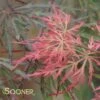 RED PRINCE WEEPING JAPANESE MAPLE 2 RED PRINCE WEEPING JAPANESE MAPLE -SOONER PLANT FARM Sales DETA 4371