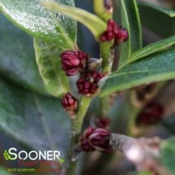 EMERALD HEIGHTS® DISTYLIUM 7 EMERALD HEIGHTS® DISTYLIUM -SOONER PLANT FARM Sales DETA 4377