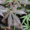 SHERWOOD FLAME UPRIGHT JAPANESE MAPLE -SOONER PLANT FARM Sales DETA 4391