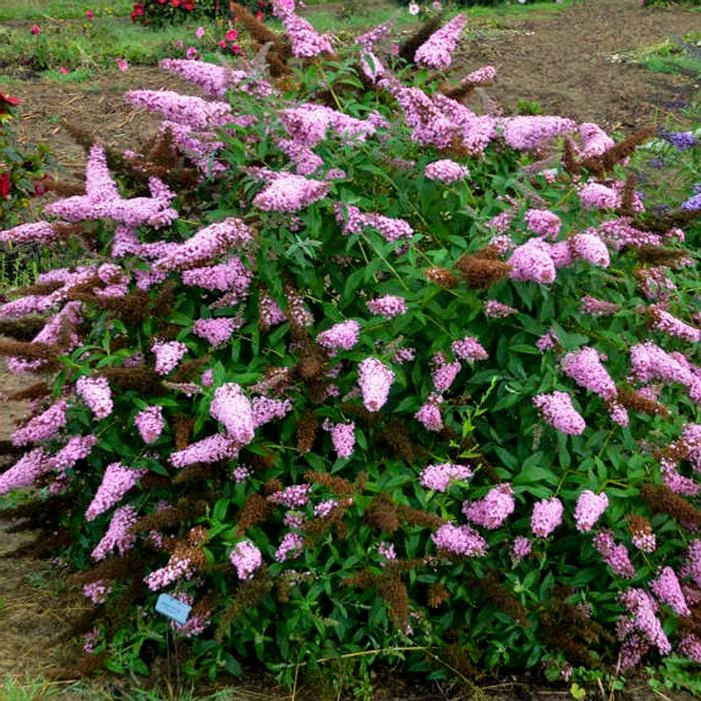 MONARCH® PRINCESS PINK BUTTERFLY BUSH 3 MONARCH® PRINCESS PINK BUTTERFLY BUSH