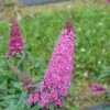 PUGSTER PINKER® BUTTERFLY BUSH 1 PUGSTER PINKER® BUTTERFLY BUSH -SOONER PLANT FARM Sales DETA 4435