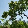 TWISTY BABYâ„¢ BLACK LOCUST 1 TWISTY BABYâ„¢ BLACK LOCUST -SOONER PLANT FARM Sales DETA 445