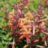 PEACHIE KEEN HYSSOP 2 PEACHIE KEEN HYSSOP -SOONER PLANT FARM Sales DETA 4487