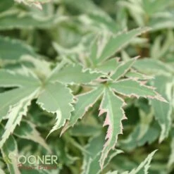 BUTTERFLY UPRIGHT JAPANESE MAPLE -SOONER PLANT FARM Sales DETA 45