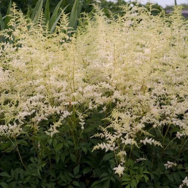 BRIDAL VEIL ASTILBE 3 BRIDAL VEIL ASTILBE