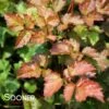 AMBER MOON ASTILBE 2 AMBER MOON ASTILBE -SOONER PLANT FARM Sales DETA 4507