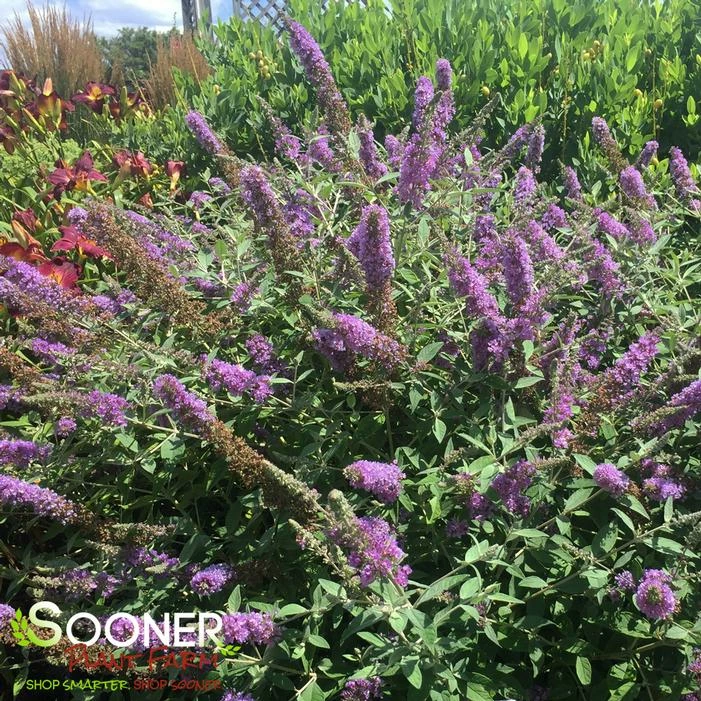 HUMDINGER® LAVENDER CUPCAKE BUTTERFLY BUSH 3 HUMDINGER® LAVENDER CUPCAKE BUTTERFLY BUSH