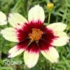 SIZZLE & SPICE™ RED HOT VANILLA TICKSEED -SOONER PLANT FARM Sales DETA 4528