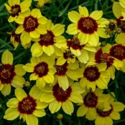 SIZZLE & SPICE™ SASSY SAFFRON TICKSEED