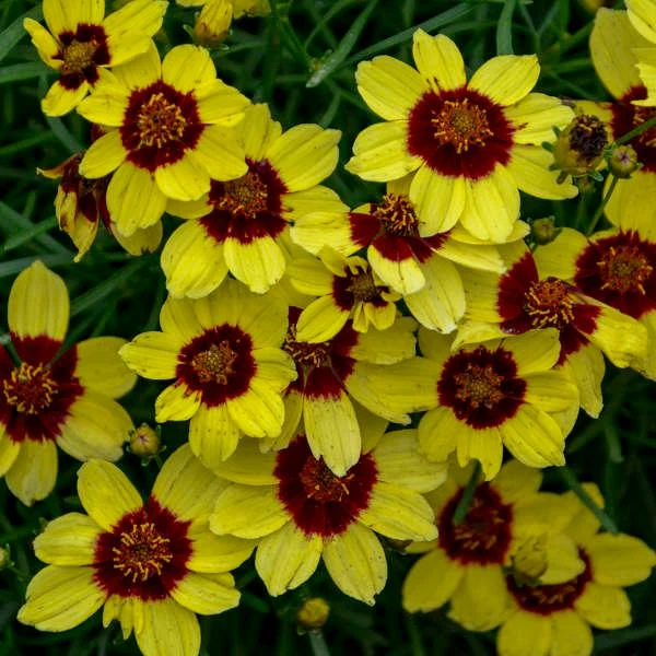 SIZZLE & SPICE™ SASSY SAFFRON TICKSEED 3 SIZZLE & SPICE™ SASSY SAFFRON TICKSEED