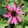 BUTTERFLY™ PURPLE EMPEROR CONEFLOWER 1 BUTTERFLY™ PURPLE EMPEROR CONEFLOWER -SOONER PLANT FARM Sales DETA 4555