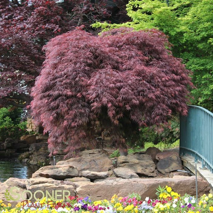 CRIMSON QUEEN WEEPING JAPANESE MAPLE 5 CRIMSON QUEEN WEEPING JAPANESE MAPLE - Image 3