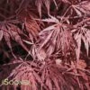 INABA SHIDARE WEEPING JAPANESE MAPLE -SOONER PLANT FARM Sales DETA 460