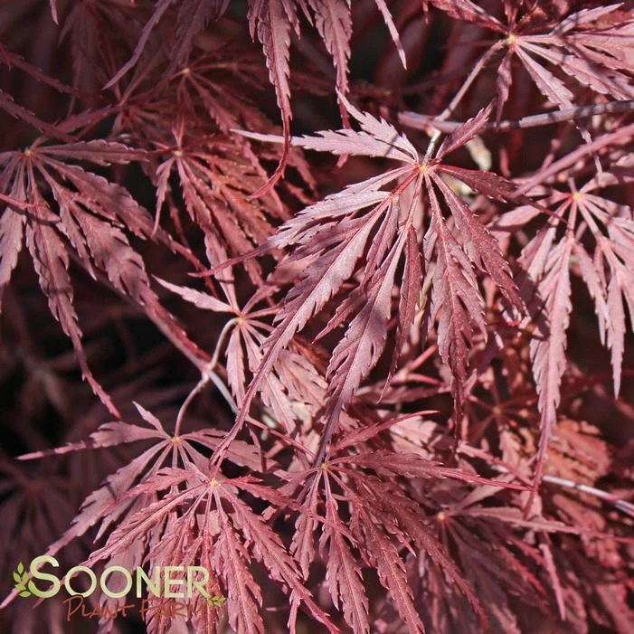 INABA SHIDARE WEEPING JAPANESE MAPLE 2 INABA SHIDARE WEEPING JAPANESE MAPLE