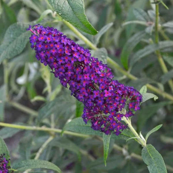 MONARCH® DARK DYNASTY BUTTERFLY BUSH 3 MONARCH® DARK DYNASTY BUTTERFLY BUSH