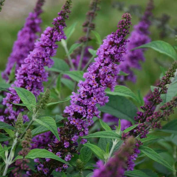 HUMDINGER® ORCHID ANNIE BUTTERFLY BUSH 3 HUMDINGER® ORCHID ANNIE BUTTERFLY BUSH