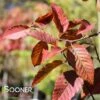 FIRE BELLE AMERICAN HORNBEAM 1 FIRE BELLE AMERICAN HORNBEAM -SOONER PLANT FARM Sales DETA 4631